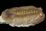 Asaphus Latus Trilobite With Exposed Hypostome - Russia #165446-2